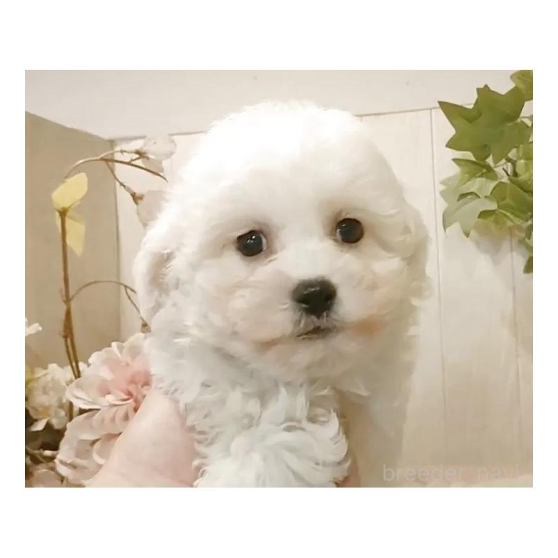 販売中の愛知県のビションフリーゼ-434549の2枚目