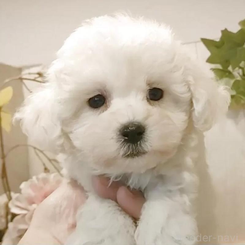 販売中の愛知県のビションフリーゼ-434552