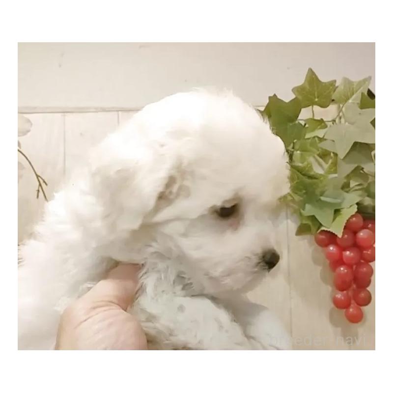 商談中の愛知県のビションフリーゼ-434552の5枚目