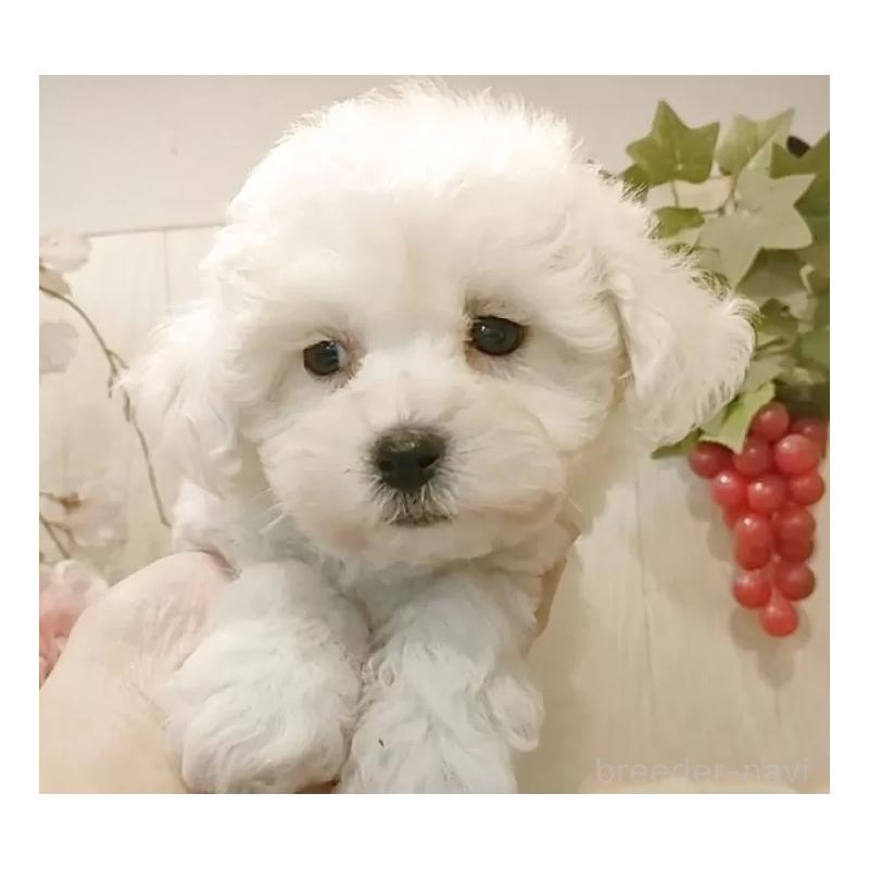 商談中の愛知県のビションフリーゼ-434552の3枚目