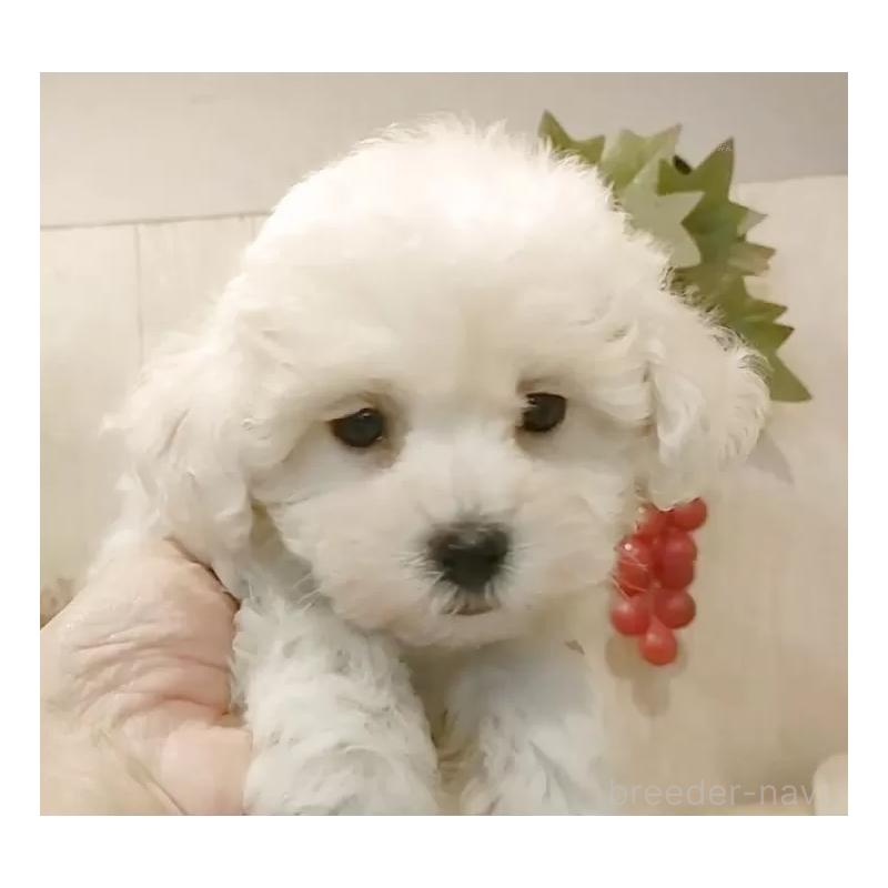 商談中の愛知県のビションフリーゼ-434552の2枚目