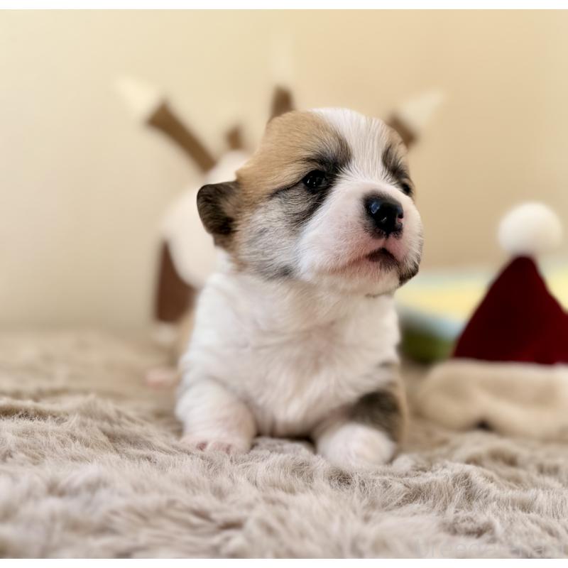 商談中の千葉県のウェルシュコーギーペンブローク-437528の15枚目