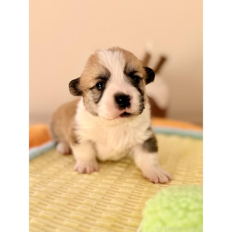 商談中の千葉県のウェルシュコーギーペンブローク-437528の12枚目