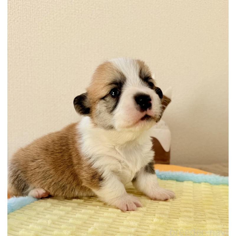 商談中の千葉県のウェルシュコーギーペンブローク-437528の11枚目