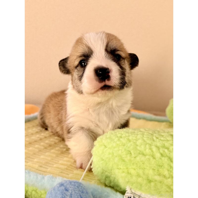 商談中の千葉県のウェルシュコーギーペンブローク-437528の10枚目