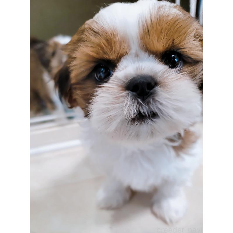 成約済の大分県のシーズー-428646の5枚目