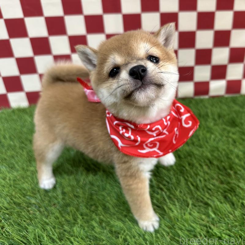 成約済の広島県の豆柴-434334の3枚目