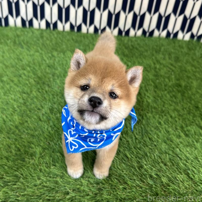 販売中の広島県の豆柴-434331