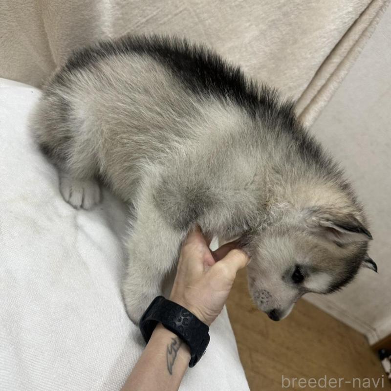 販売中の千葉県のシベリアンハスキー-438765の5枚目