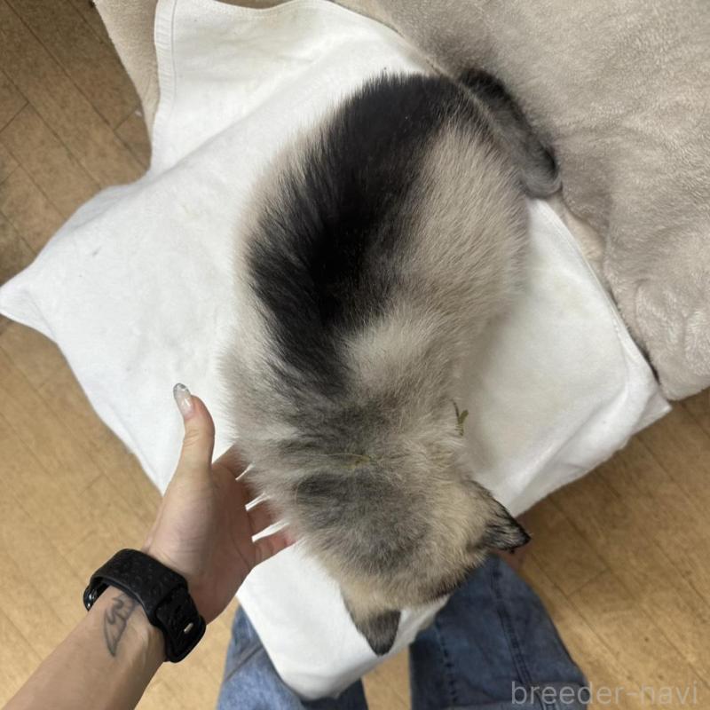 販売中の千葉県のシベリアンハスキー-438765の4枚目