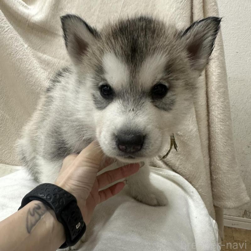 販売中の千葉県のシベリアンハスキー-438765