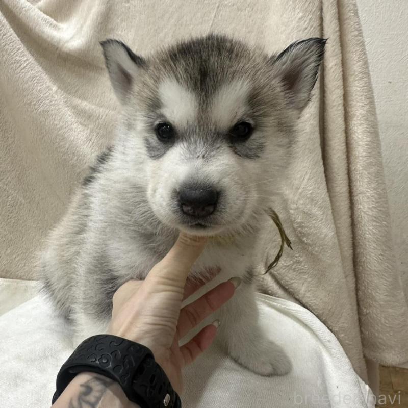 販売中の千葉県のシベリアンハスキー-438765の3枚目