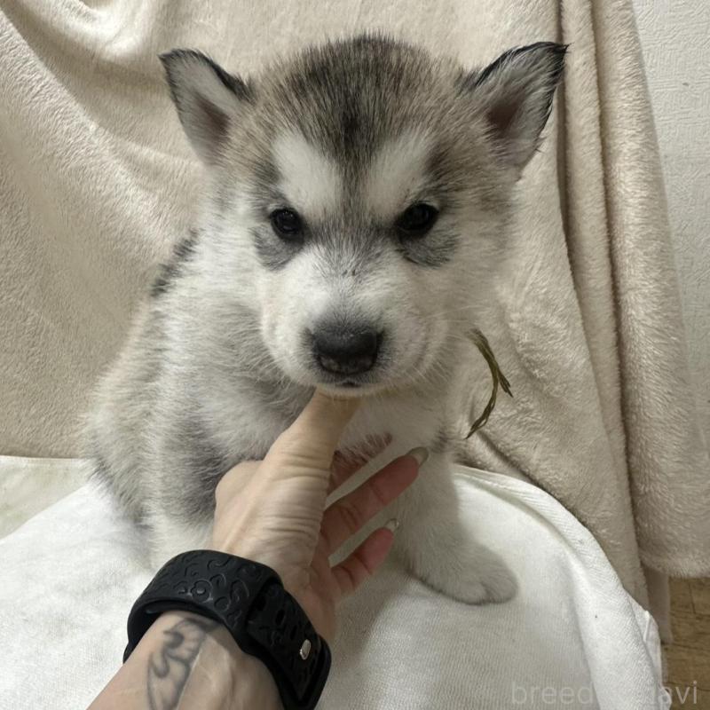 販売中の千葉県のシベリアンハスキー-438765の2枚目