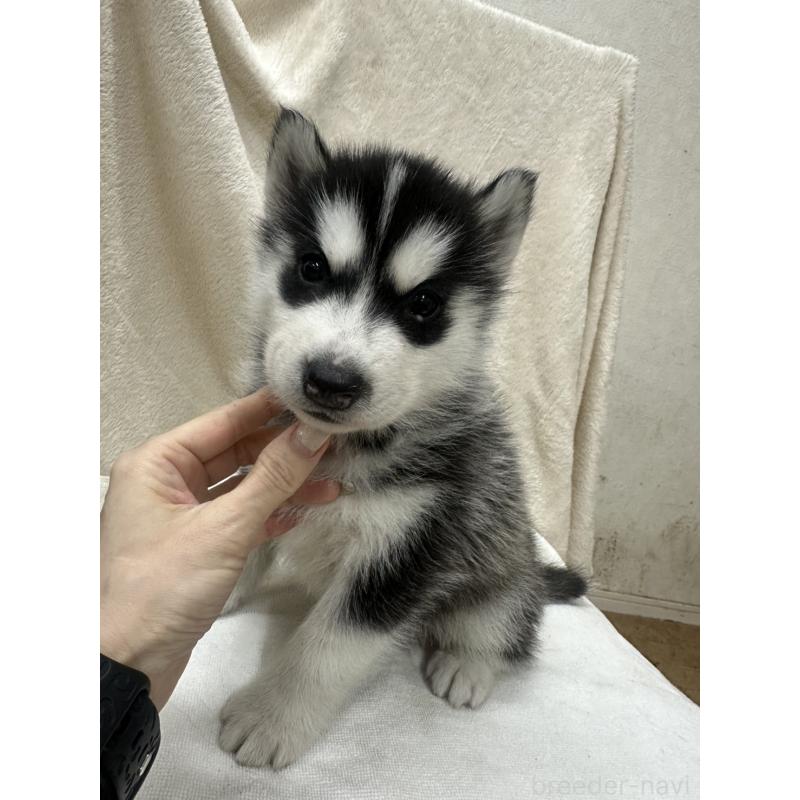 販売中の千葉県のシベリアンハスキー-438766の6枚目