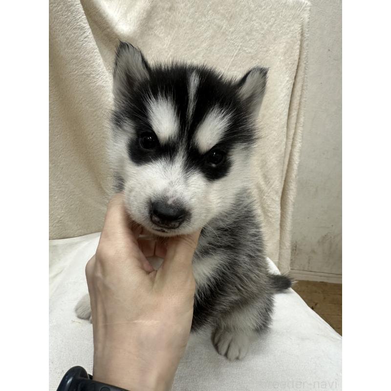 販売中の千葉県のシベリアンハスキー-438766の4枚目