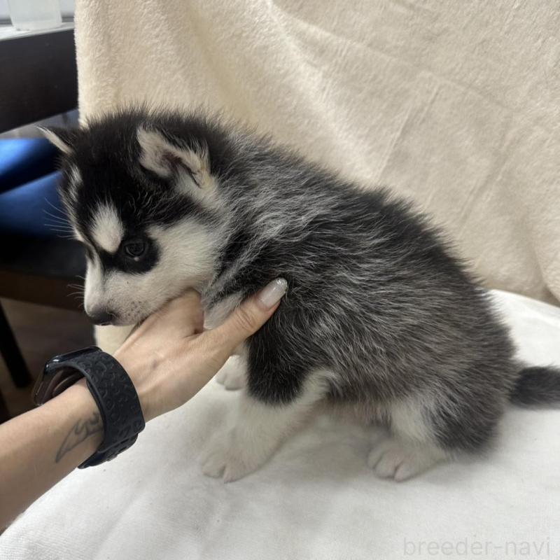 販売中の千葉県のシベリアンハスキー-438766の2枚目