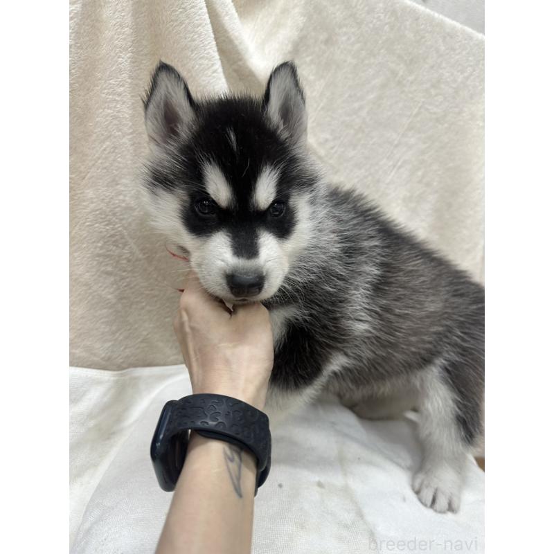 販売中の千葉県のシベリアンハスキー-438767の5枚目