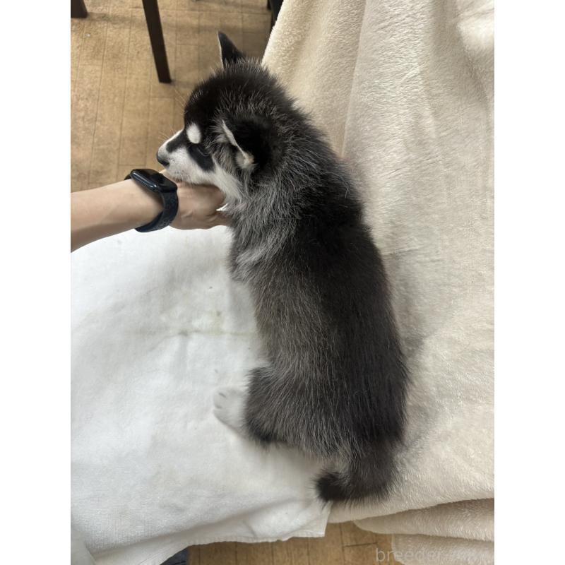 販売中の千葉県のシベリアンハスキー-438767の4枚目