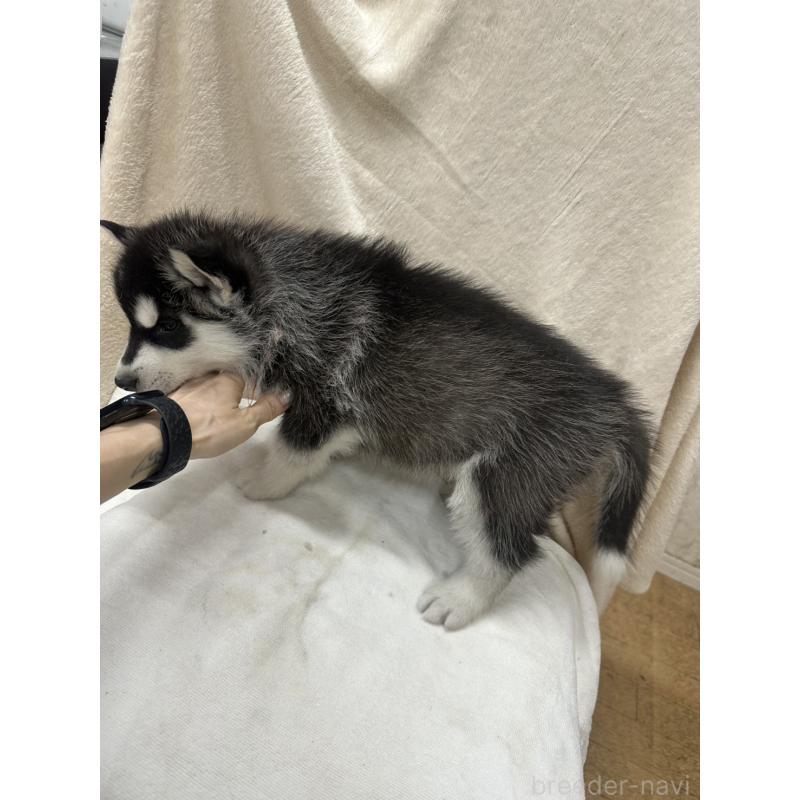 販売中の千葉県のシベリアンハスキー-438767の3枚目