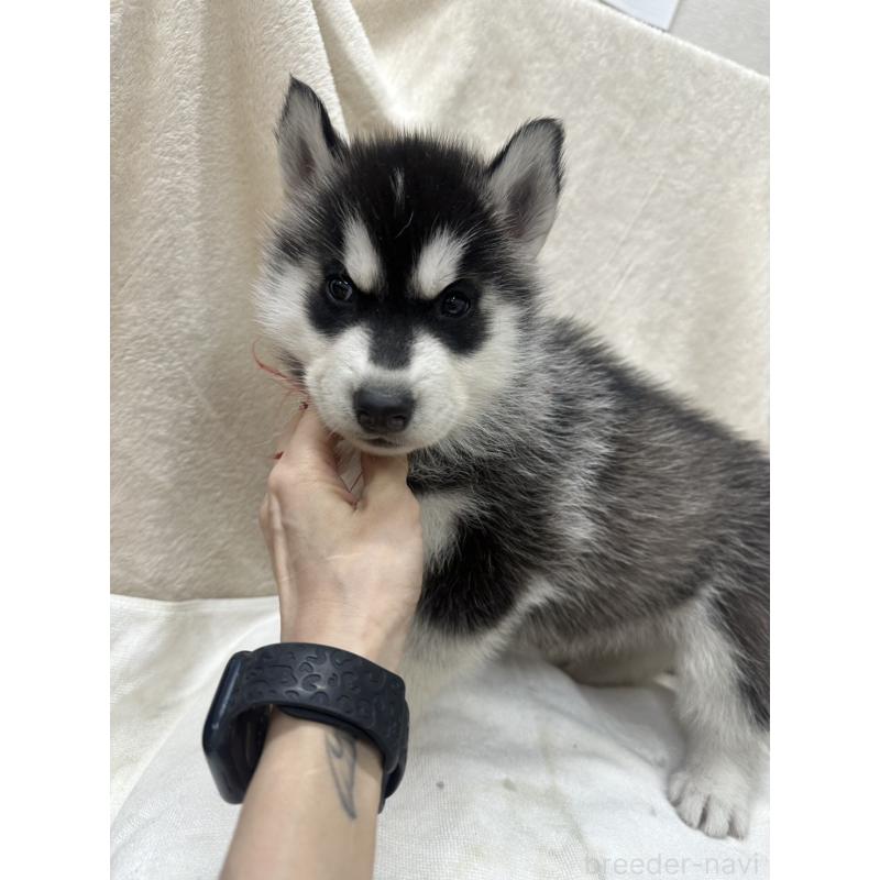 販売中の千葉県のシベリアンハスキー-438767の2枚目