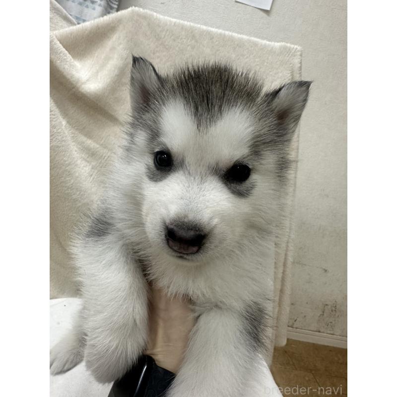 販売中の千葉県のシベリアンハスキー-438768の6枚目