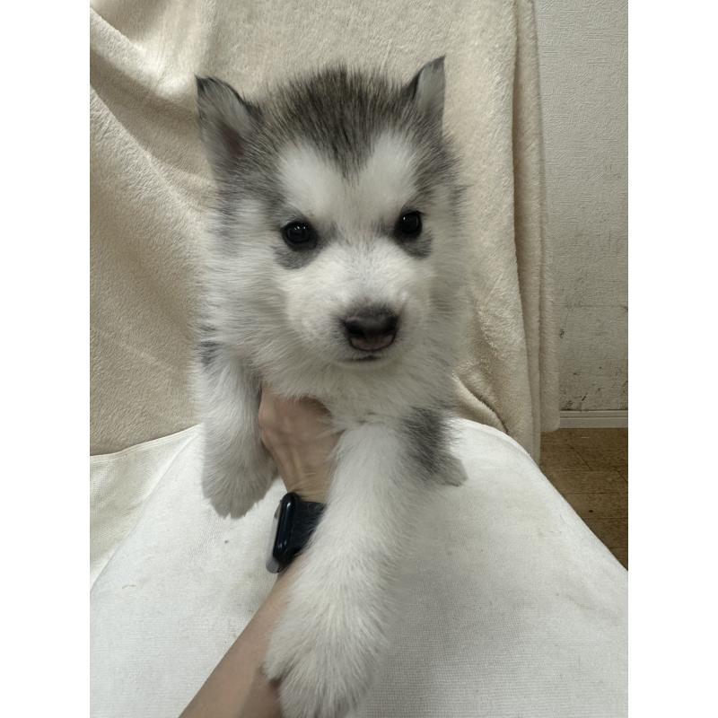 販売中の千葉県のシベリアンハスキー-438768の5枚目