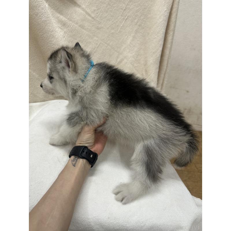 販売中の千葉県のシベリアンハスキー-438768の4枚目