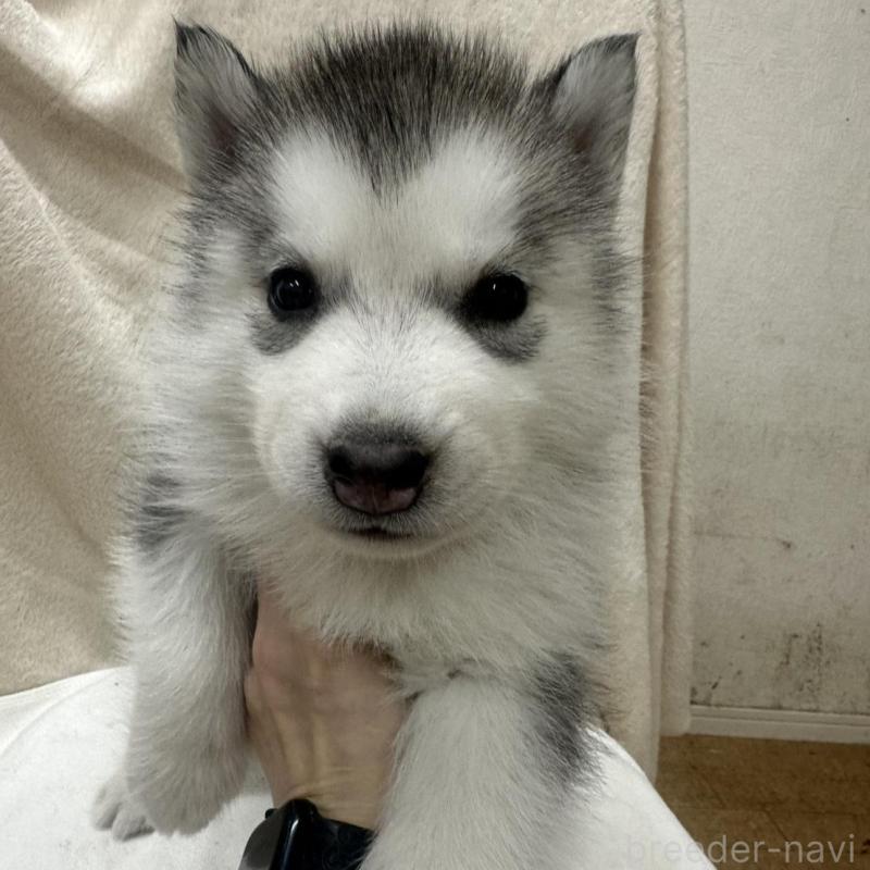 販売中の千葉県のシベリアンハスキー-438768