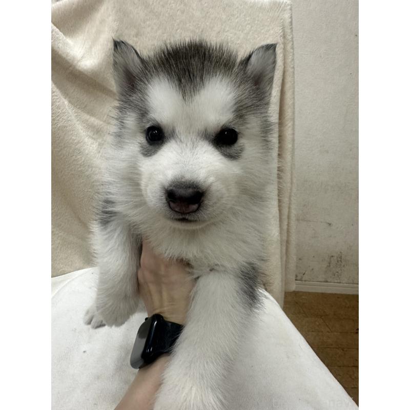 販売中の千葉県のシベリアンハスキー-438768の2枚目