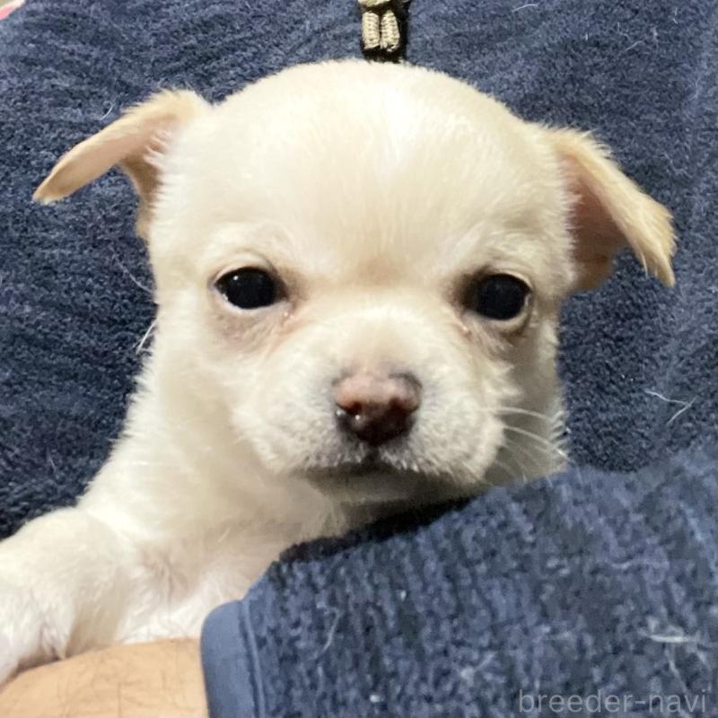 販売中の埼玉県のチワワ(スムースコート)-438770の4枚目
