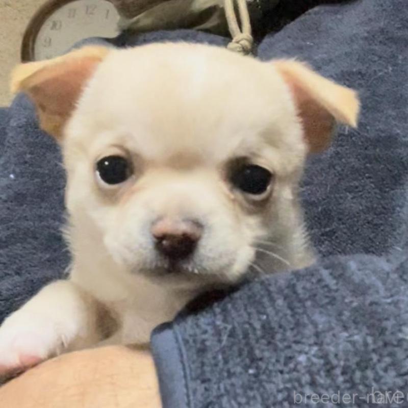 販売中の埼玉県のチワワ(スムースコート)-438770の1枚目