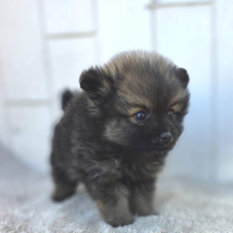 成約済の茨城県のポメラニアン-437266の11枚目