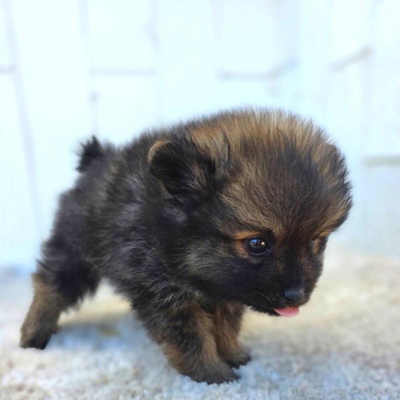 成約済の茨城県のポメラニアン-437266の9枚目