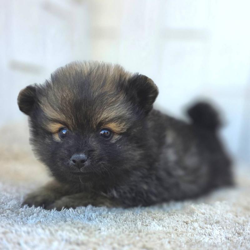 成約済の茨城県のポメラニアン-437266の8枚目