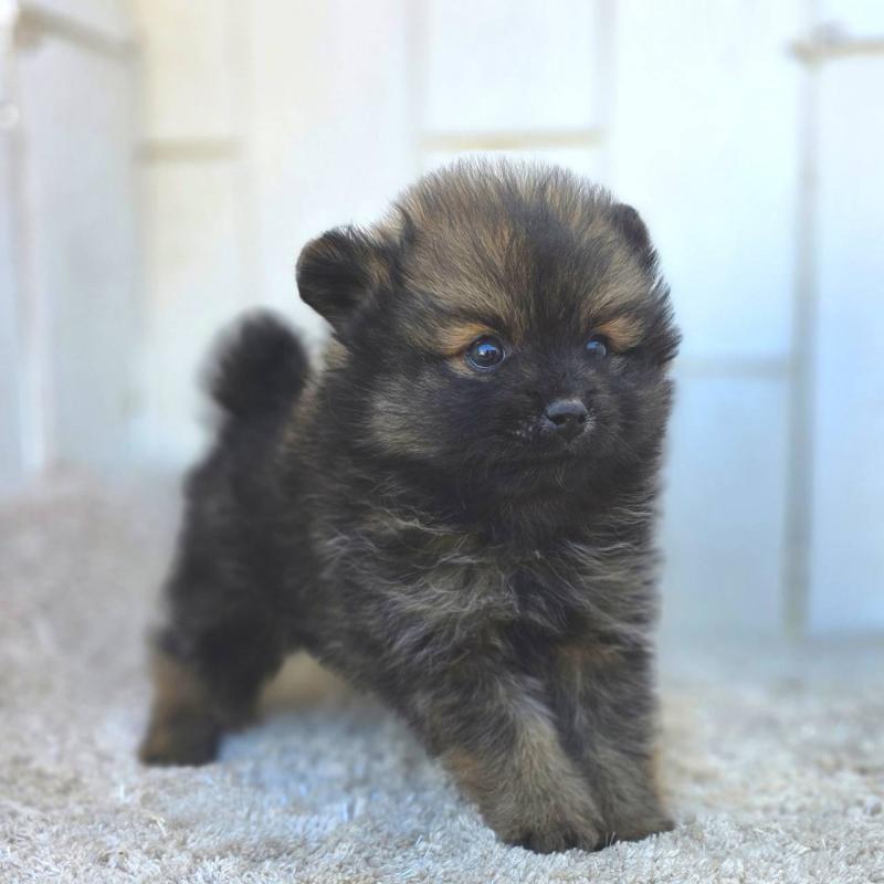 成約済の茨城県のポメラニアン-437266の7枚目