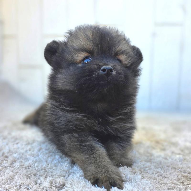 成約済の茨城県のポメラニアン-437266の6枚目