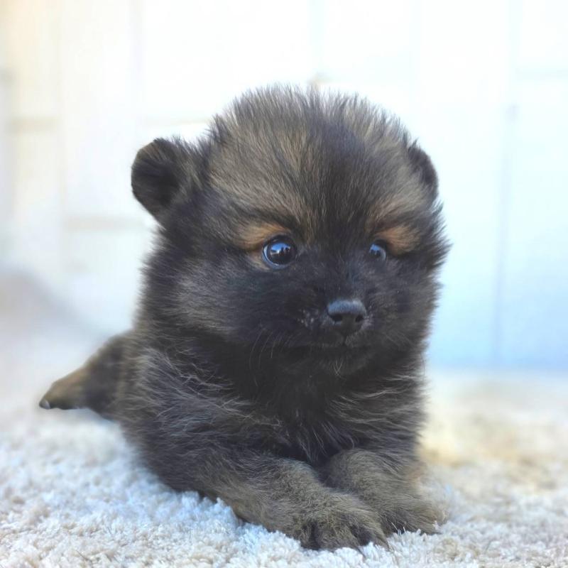 成約済の茨城県のポメラニアン-437266の5枚目