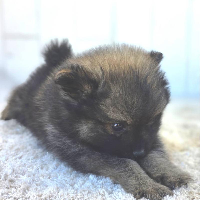 成約済の茨城県のポメラニアン-437266の4枚目