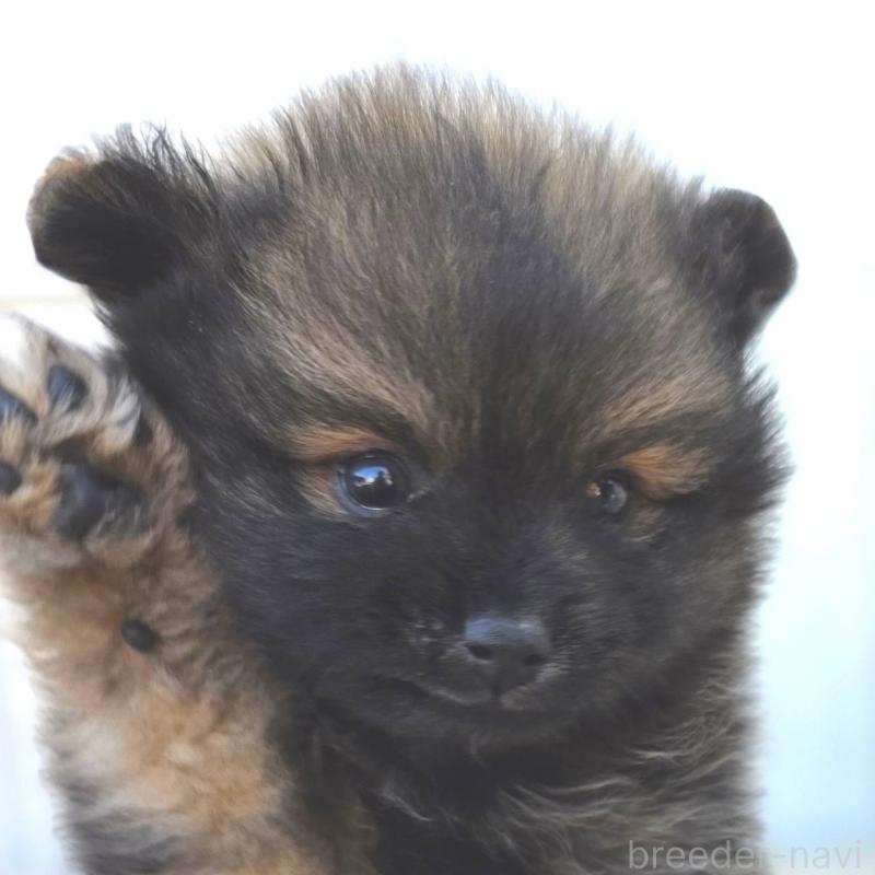 成約済の茨城県のポメラニアン-437266の1枚目