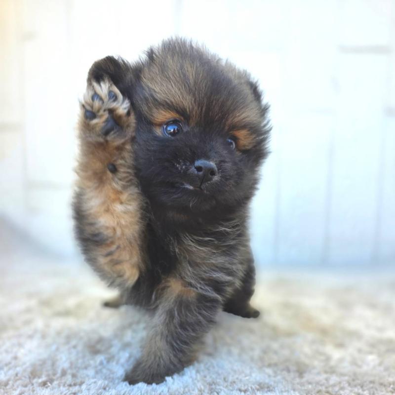 成約済の茨城県のポメラニアン-437266の3枚目