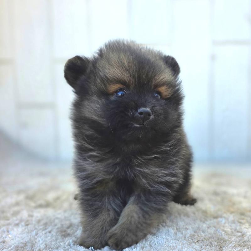 成約済の茨城県のポメラニアン-437266の2枚目