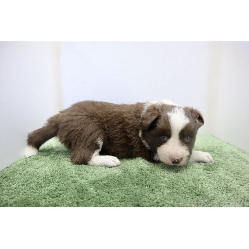 成約済の群馬県のボーダーコリー-436954の6枚目