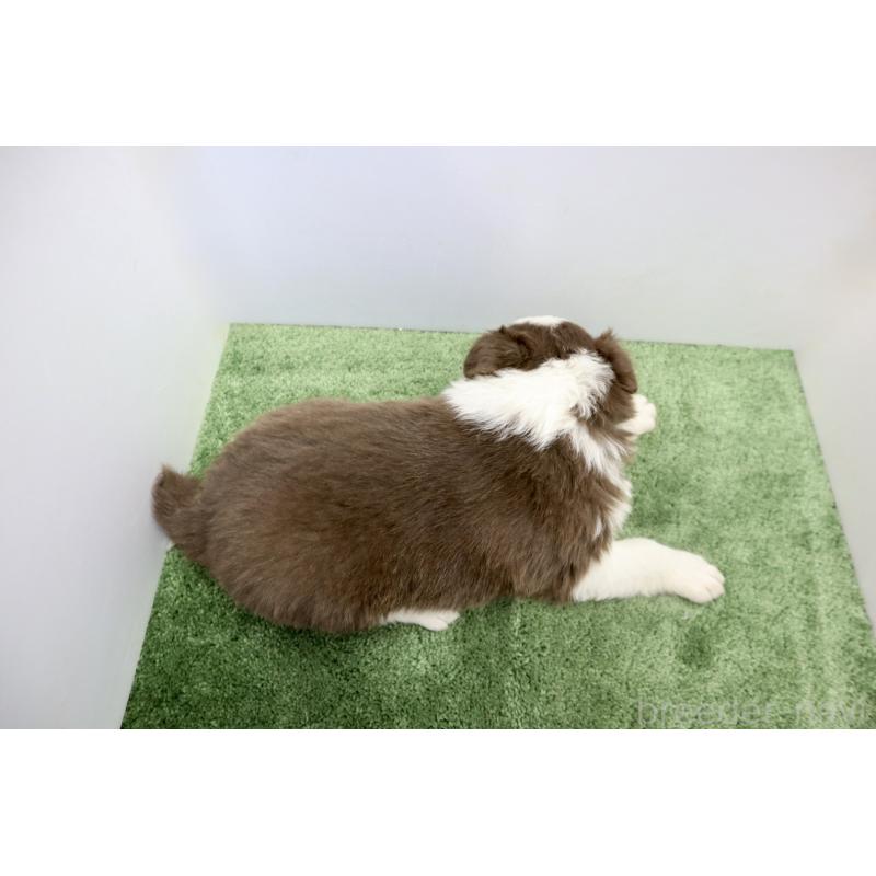 成約済の群馬県のボーダーコリー-436954の4枚目