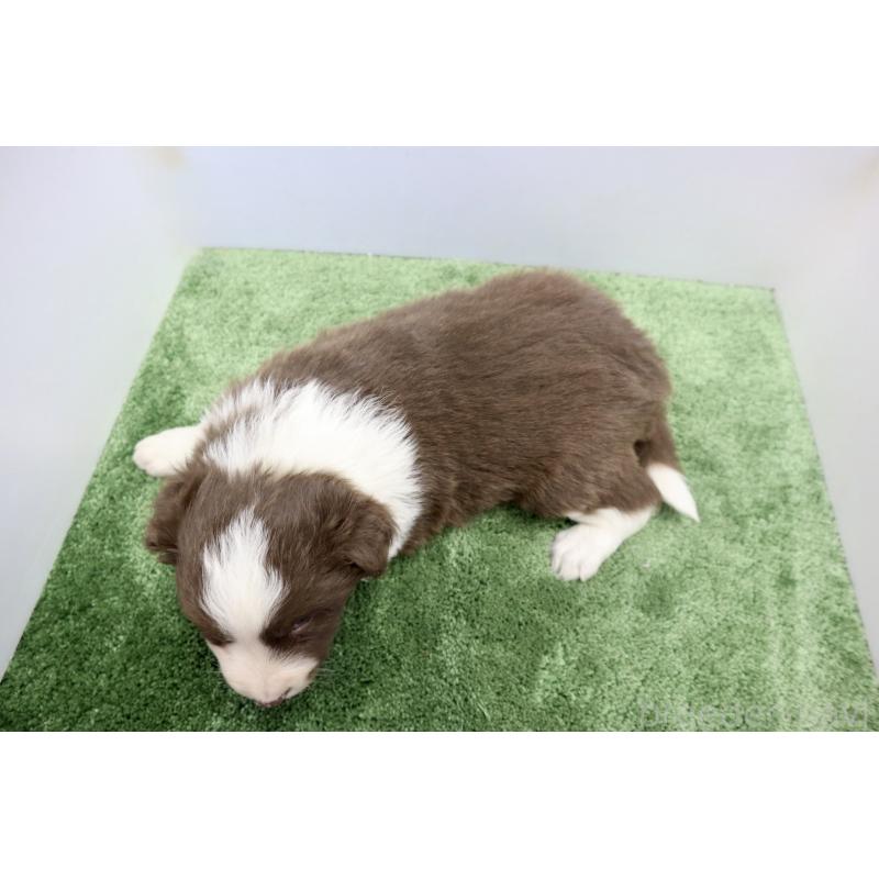 成約済の群馬県のボーダーコリー-436954の3枚目