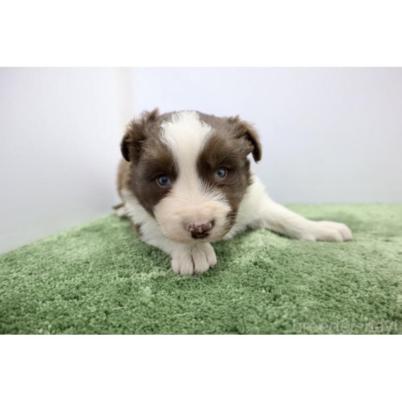 成約済の群馬県のボーダーコリー-436954の2枚目