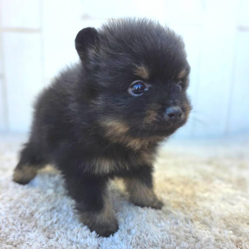 商談中の茨城県のポメラニアン-437267の11枚目