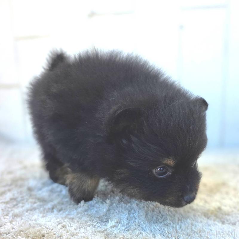 商談中の茨城県のポメラニアン-437267の10枚目