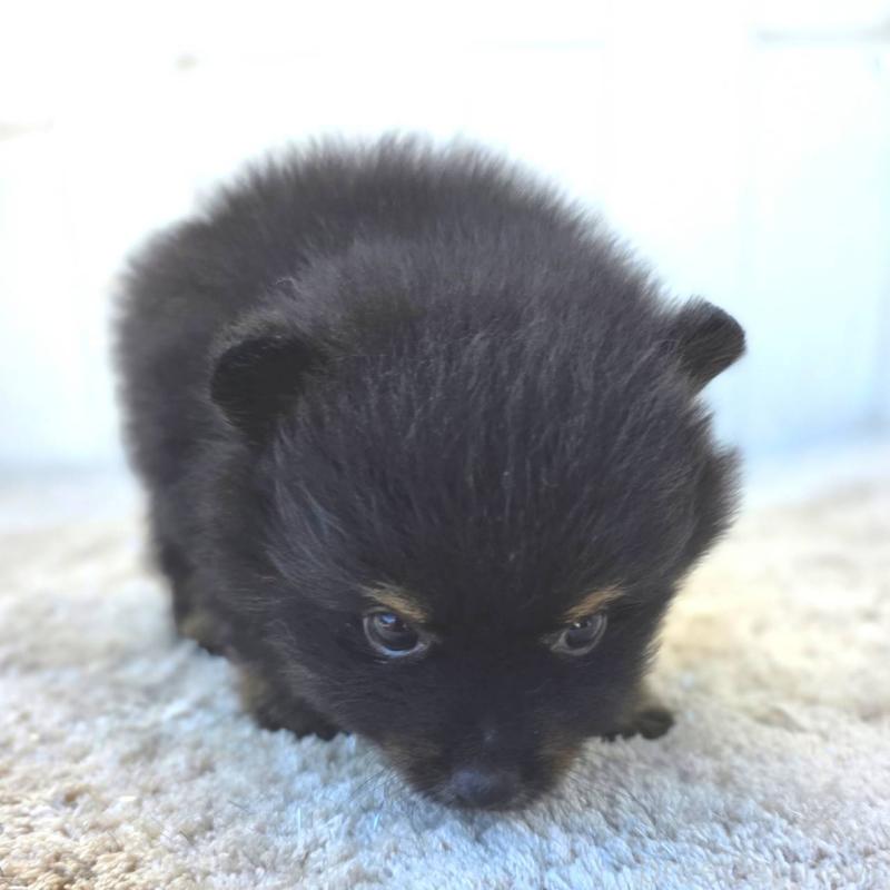 商談中の茨城県のポメラニアン-437267の9枚目