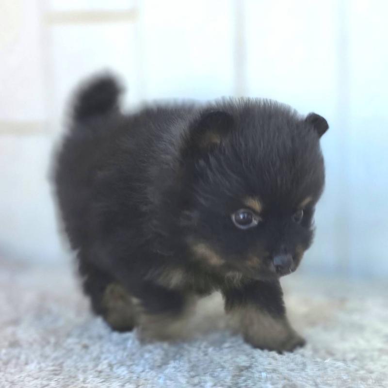 商談中の茨城県のポメラニアン-437267の7枚目