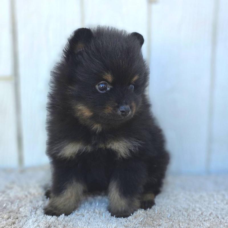 商談中の茨城県のポメラニアン-437267の6枚目